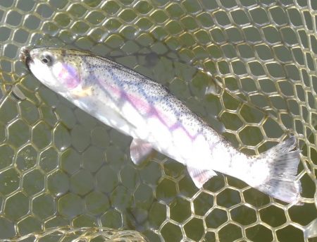 大安トラウトレイク釣果